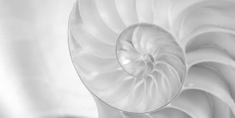 shell-bw-picture